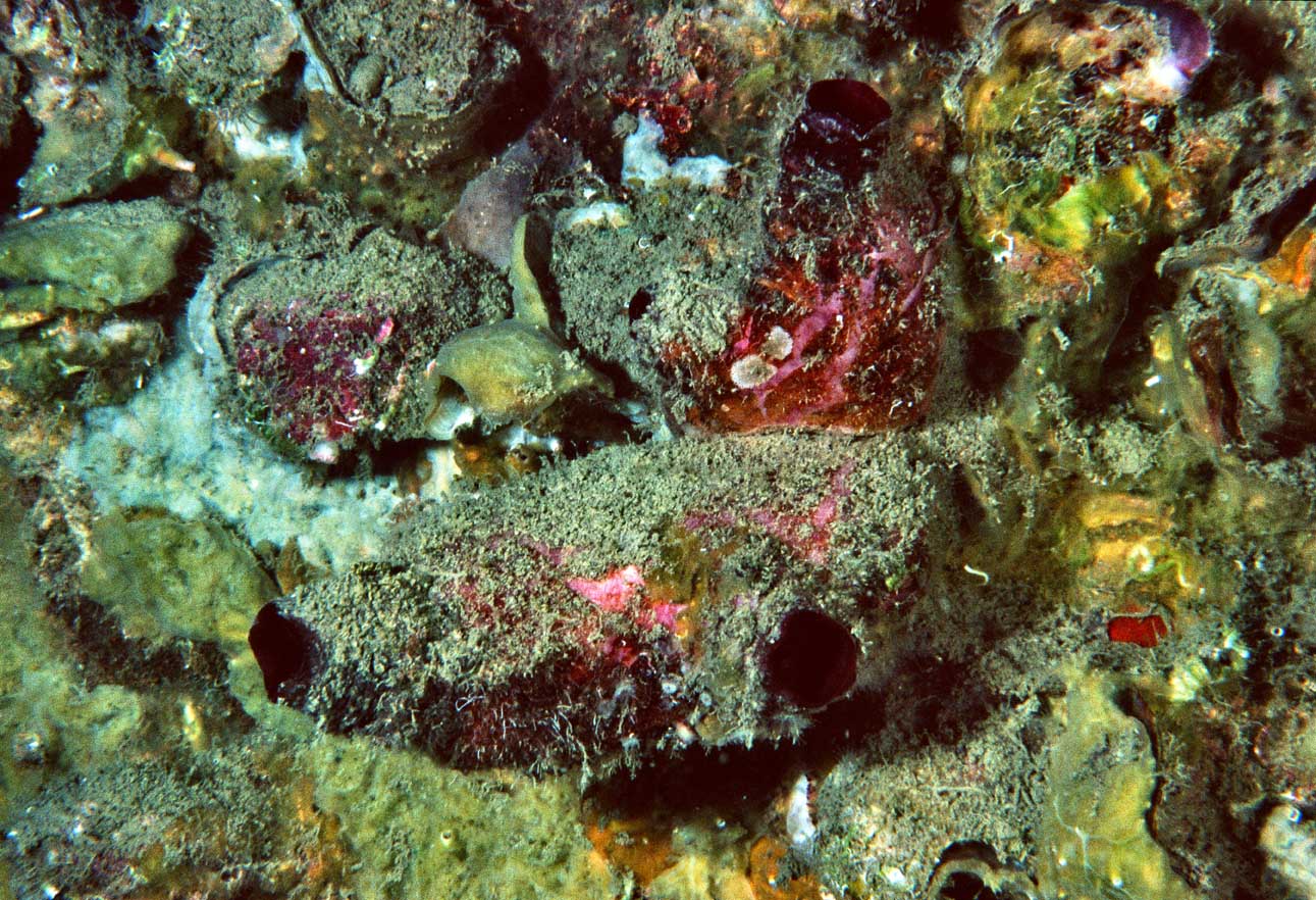 Microcosmus sp.
